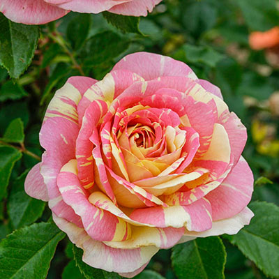 Pop Art Grandiflora Rose 