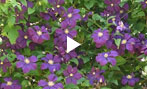 Why vining clematis?