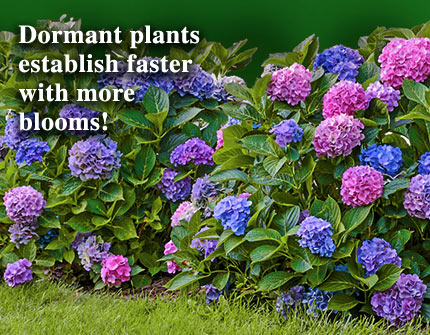 Bloom of Dormant Plants