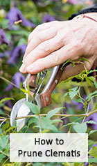 How to Prune Your Clematis