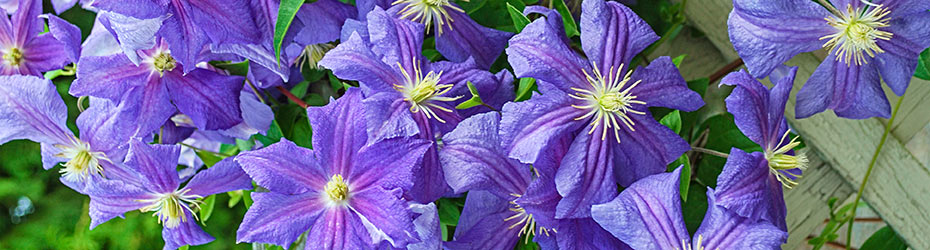 Later Large Flowering Clematis