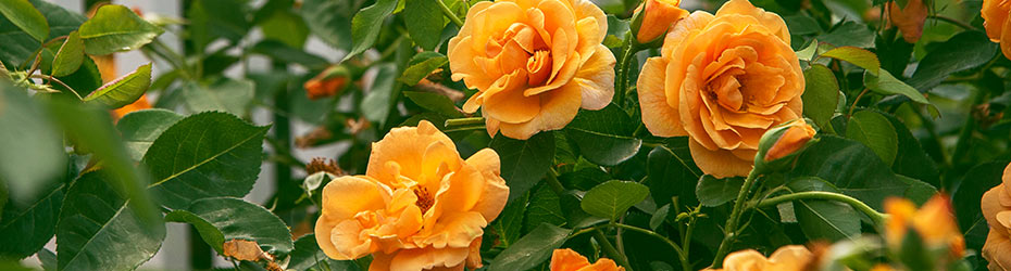 Rose Plants & Rose Bushes