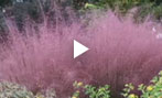 Spring Hill presents Pink Muhly Grass